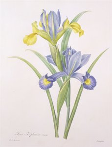 Iris xiphium, Sorte, graviert von Langlois, aus 